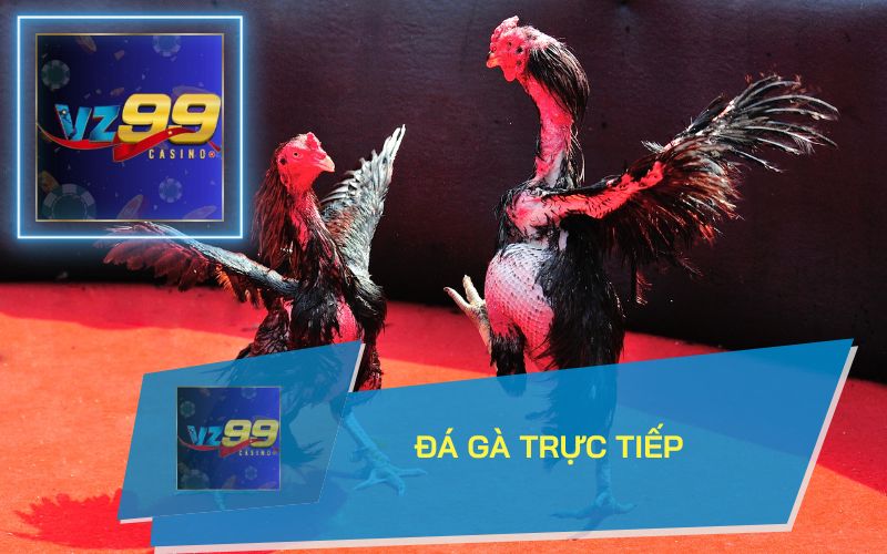 XEM ĐÁ GÀ TRỰC TIẾP TẠI VZ99, TRẢI NGHIỆM THỰC TẾ ẢO SỐNG ĐỘNG